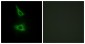 CDH17 Antibody